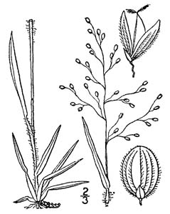 Open-flower Rosettegrass, Soft Tuft
Witchgrass / Dichanthelium laxiflorum
